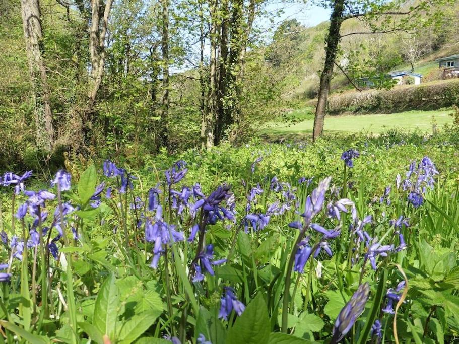 Kallowen Cottage At Crackington Haven, Near Bude And Boscastle, Cornwall 외부 사진